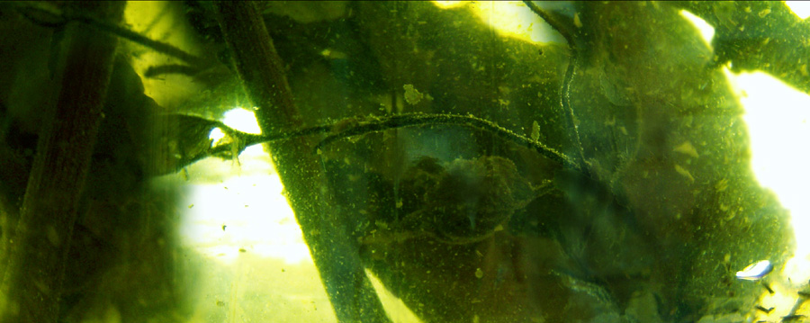 liquidforests_01.jpg