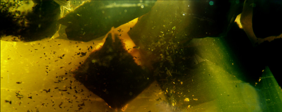 liquidforests_09.jpg